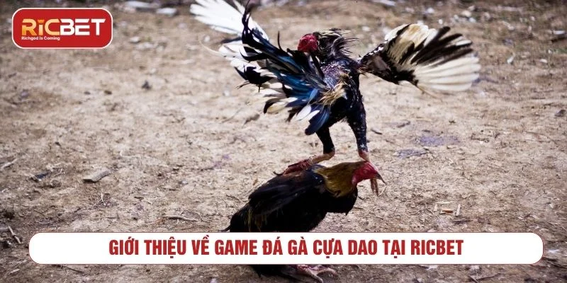 Tổng quan về hình thức đá gà cựa dao trực tuyến