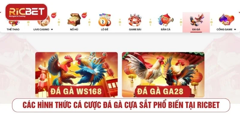 Các cửa cược thường gặp trong đá gà cựa sắt