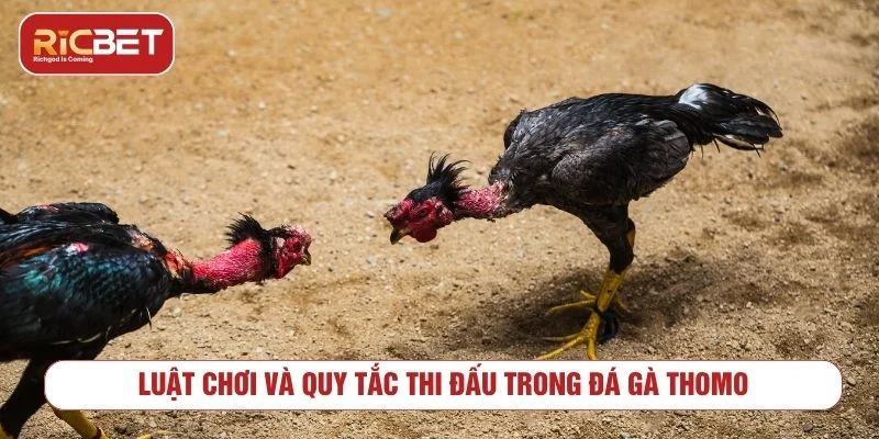 Đá Gà Thomo - Luật Chơi Và Cách Xem Kèo Luật chơi và cách phân định kết quả đá gà Thomo