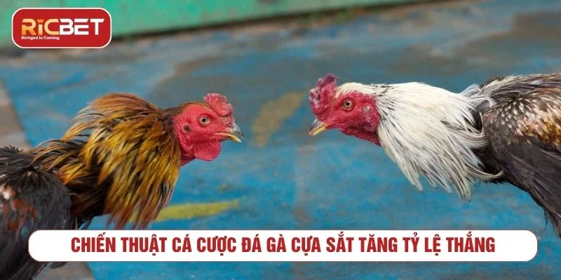 Quản lý vốn khi chơi đá gà cựa sắt trực tuyến