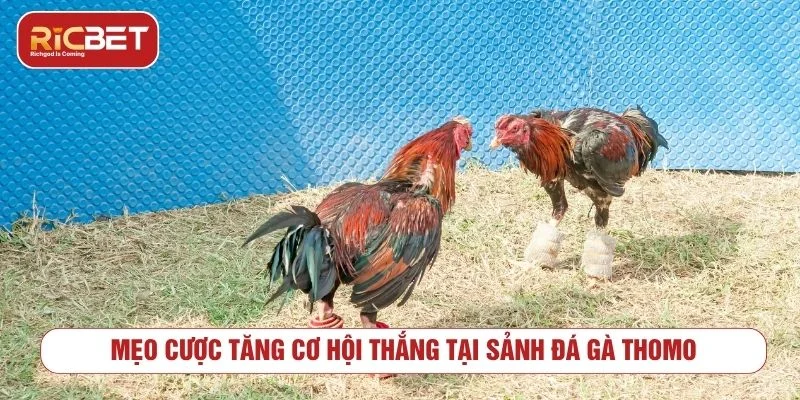 Đá Gà Thomo - Luật Chơi Và Cách Xem Kèo Người chơi nên chọn trận đá gà Thomo có thông tin rõ ràng