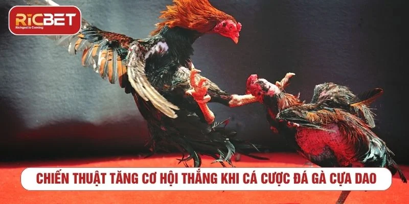 Theo dõi biến động kèo đá gà cựa dao trước khi đặt cược