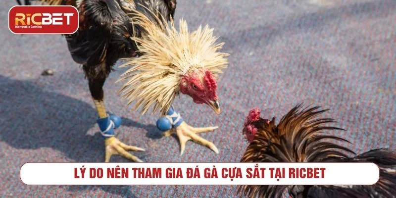Tổng quan về hình thức đá gà cựa sắt trực tuyến