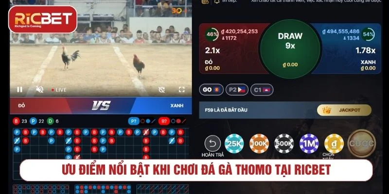 Đá Gà Thomo - Luật Chơi Và Cách Xem Kèo Theo dõi kết quả và quản lý vốn khi chơi đá gà Thomo