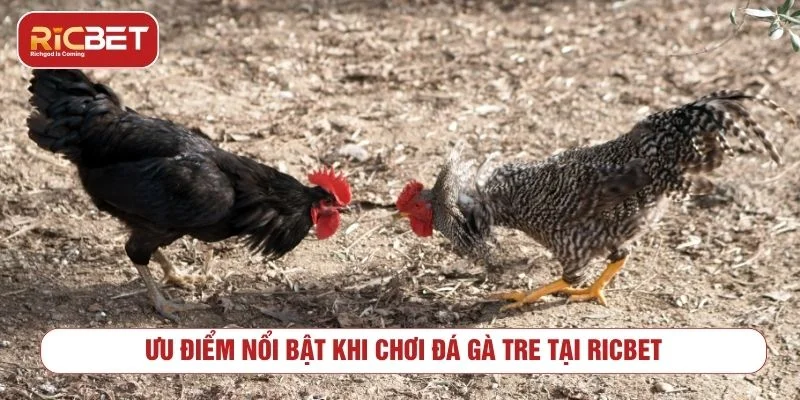 Theo dõi trận đá gà tre trực tuyến qua giao diện phát sóng