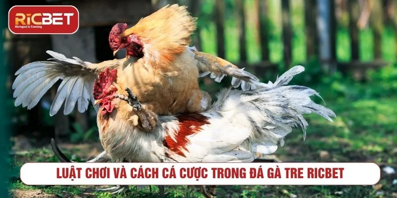 Tìm hiểu luật chơi đá gà tre trực tuyến trước khi đặt cược